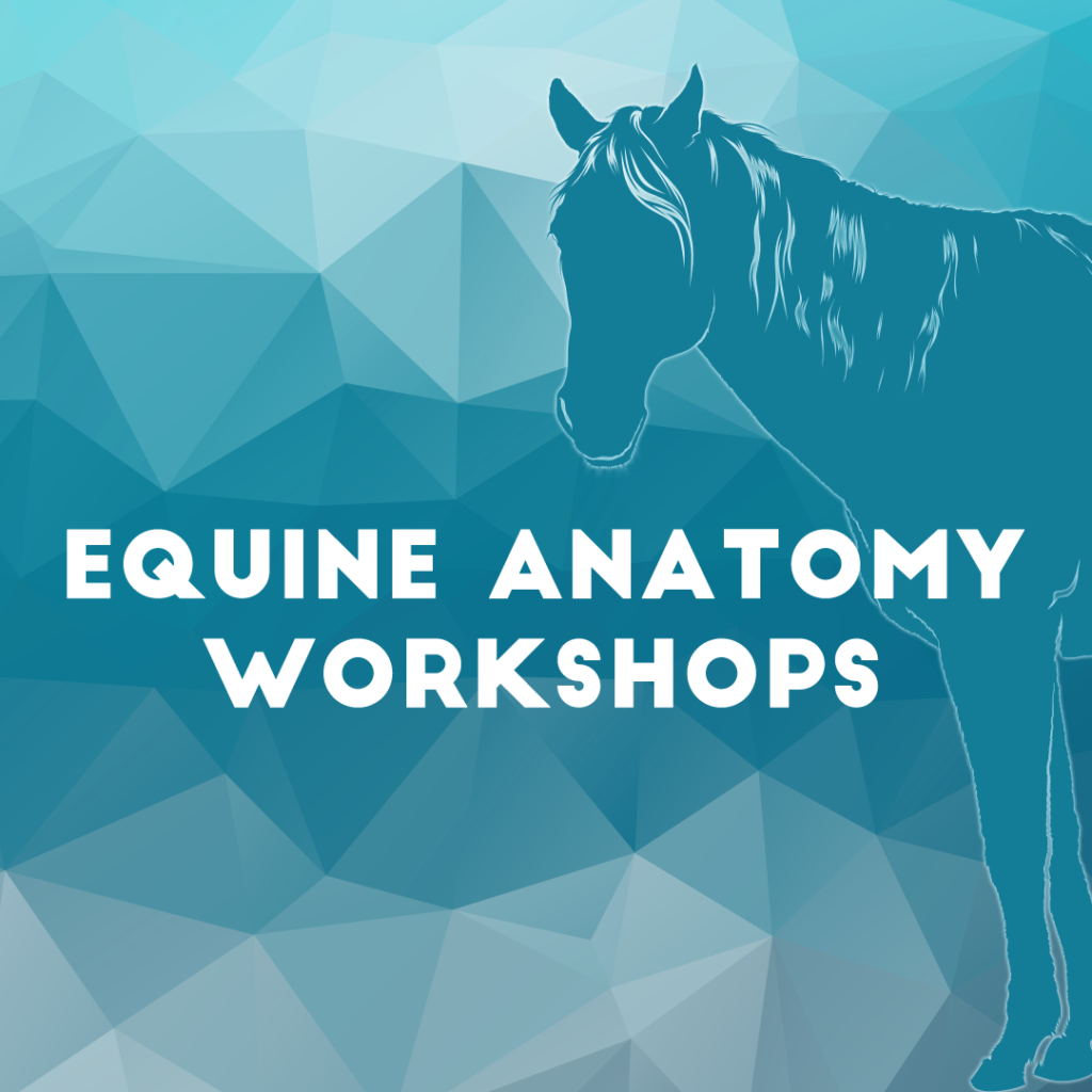 equineanatomyworkshops